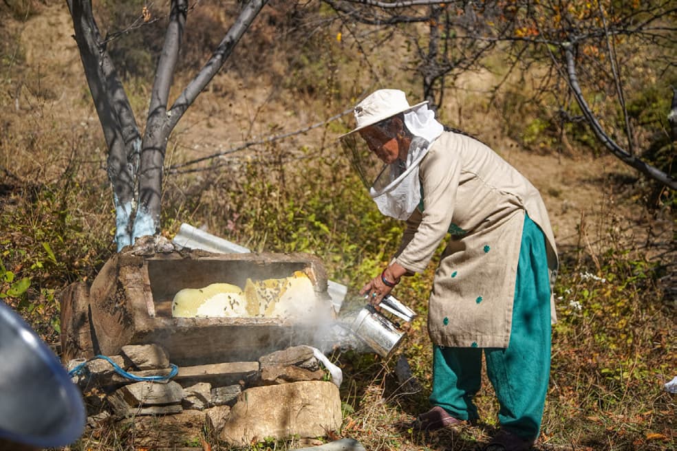 Traditional beekeeper harvesting honey in Humla