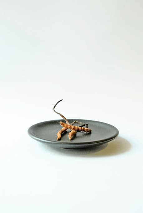 Yarsa (Cordyceps)