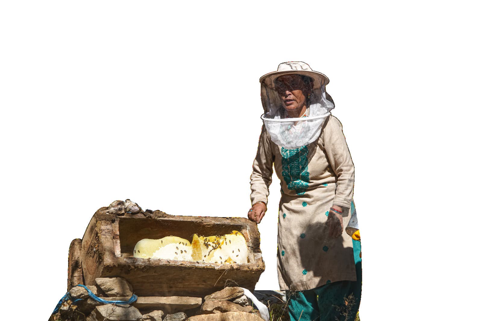 Bee supporting pollination and biodiversity in Humla