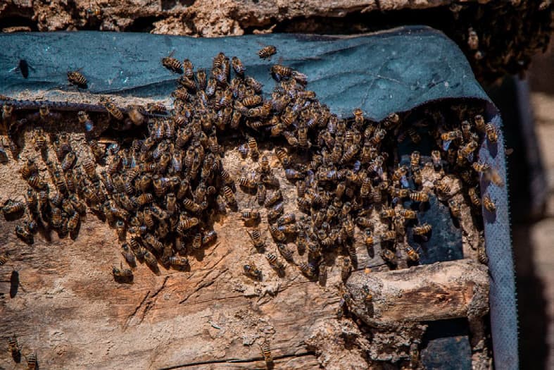Bee swarm on traditional hive