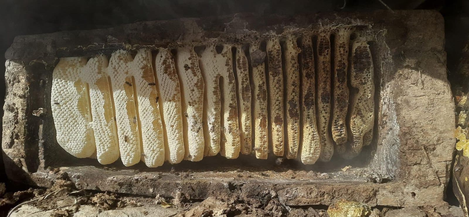 Raw honeycomb — a vital source of income for mountain families