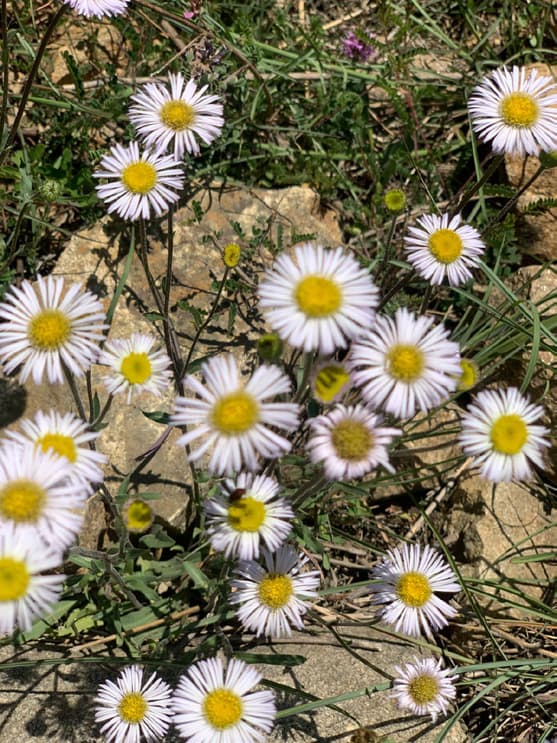 Mountain wildflowers in the Karnali region