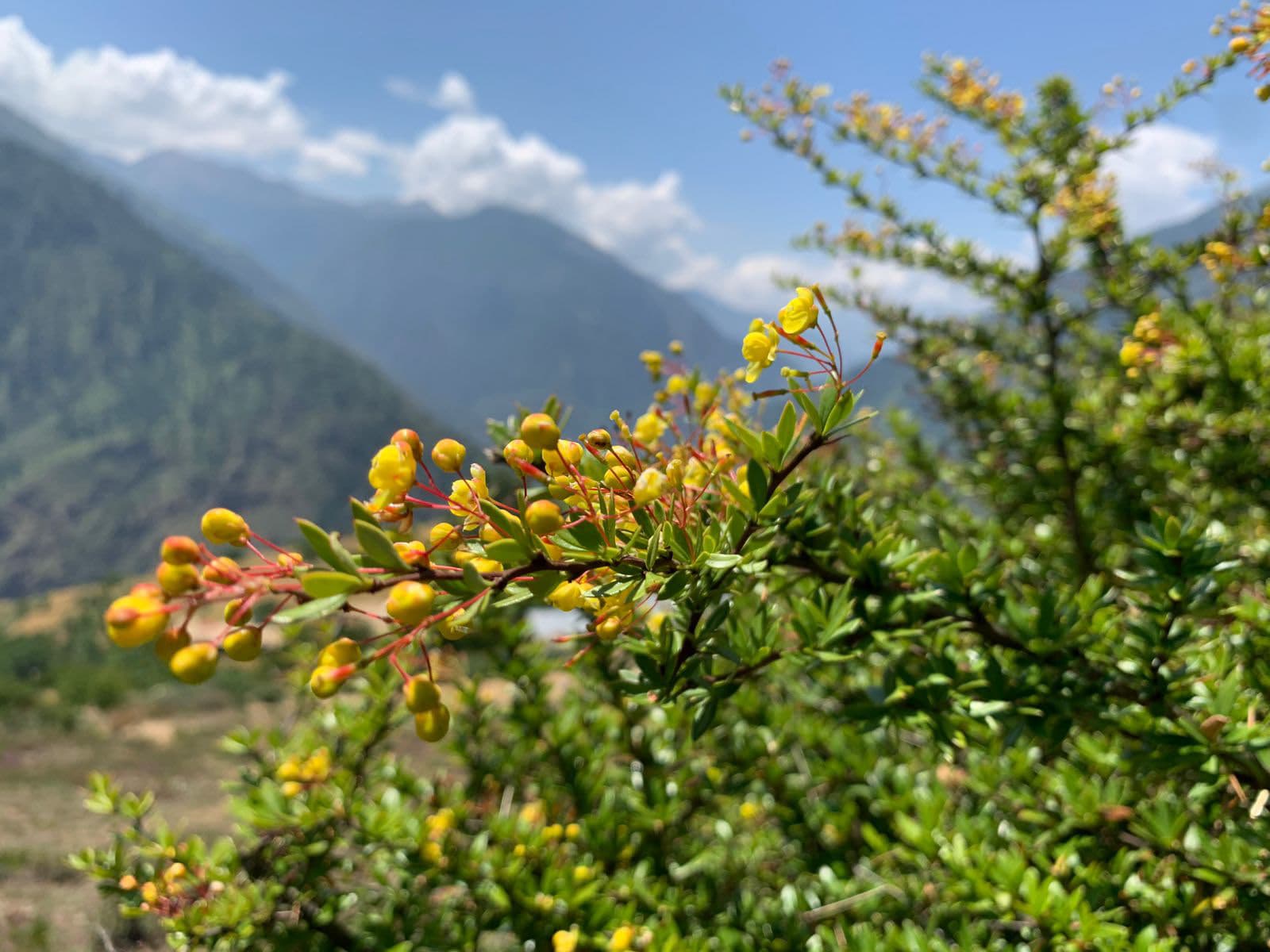 Women beekeepers in Humla